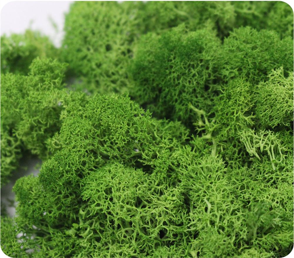 Künstliche Anlage Ewige Leben  – Sphagnum Moss Dry Bewertung und Preis