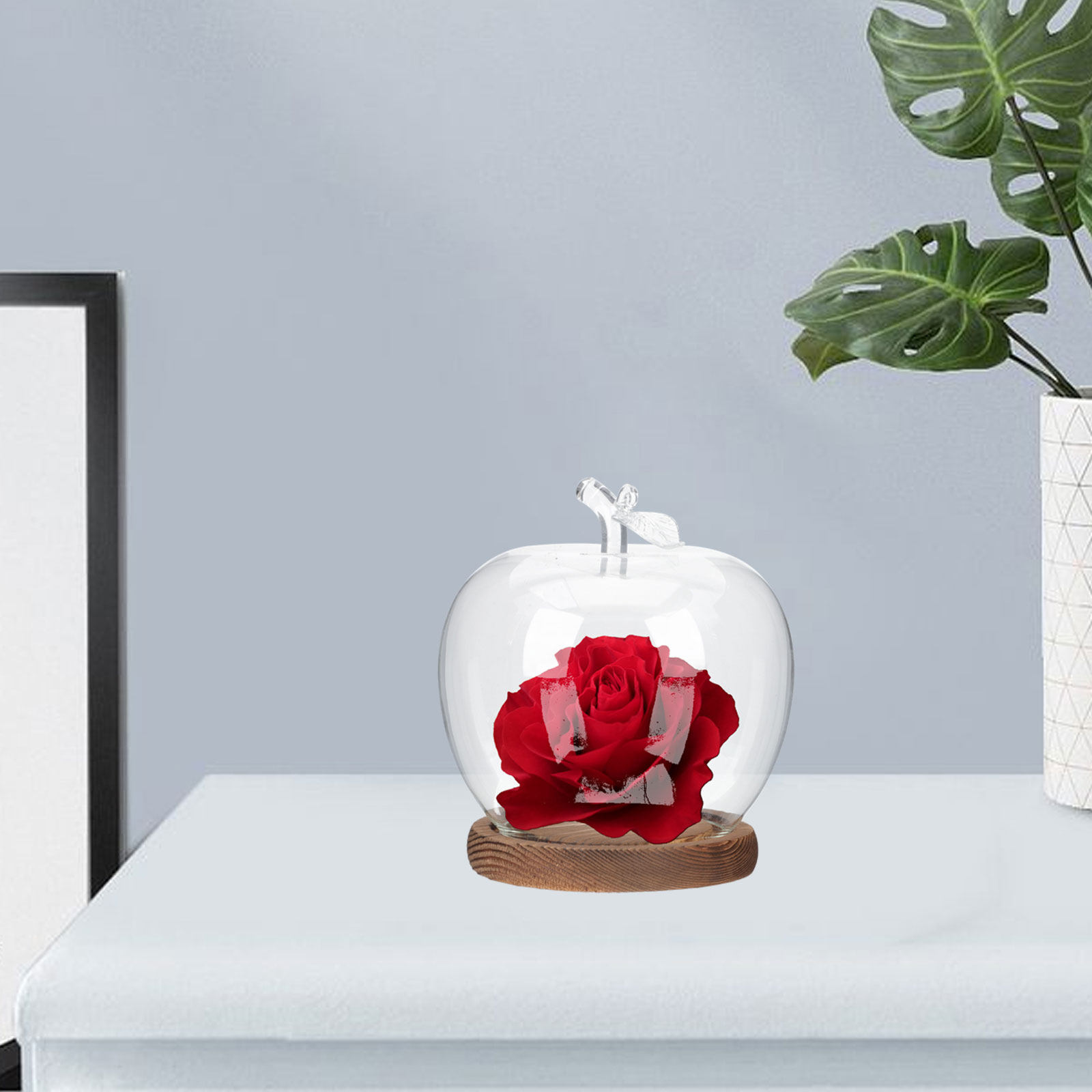 2 Stück Klare Glaskuppel mit H – Plastic Dome Clear Bewertung und Preis